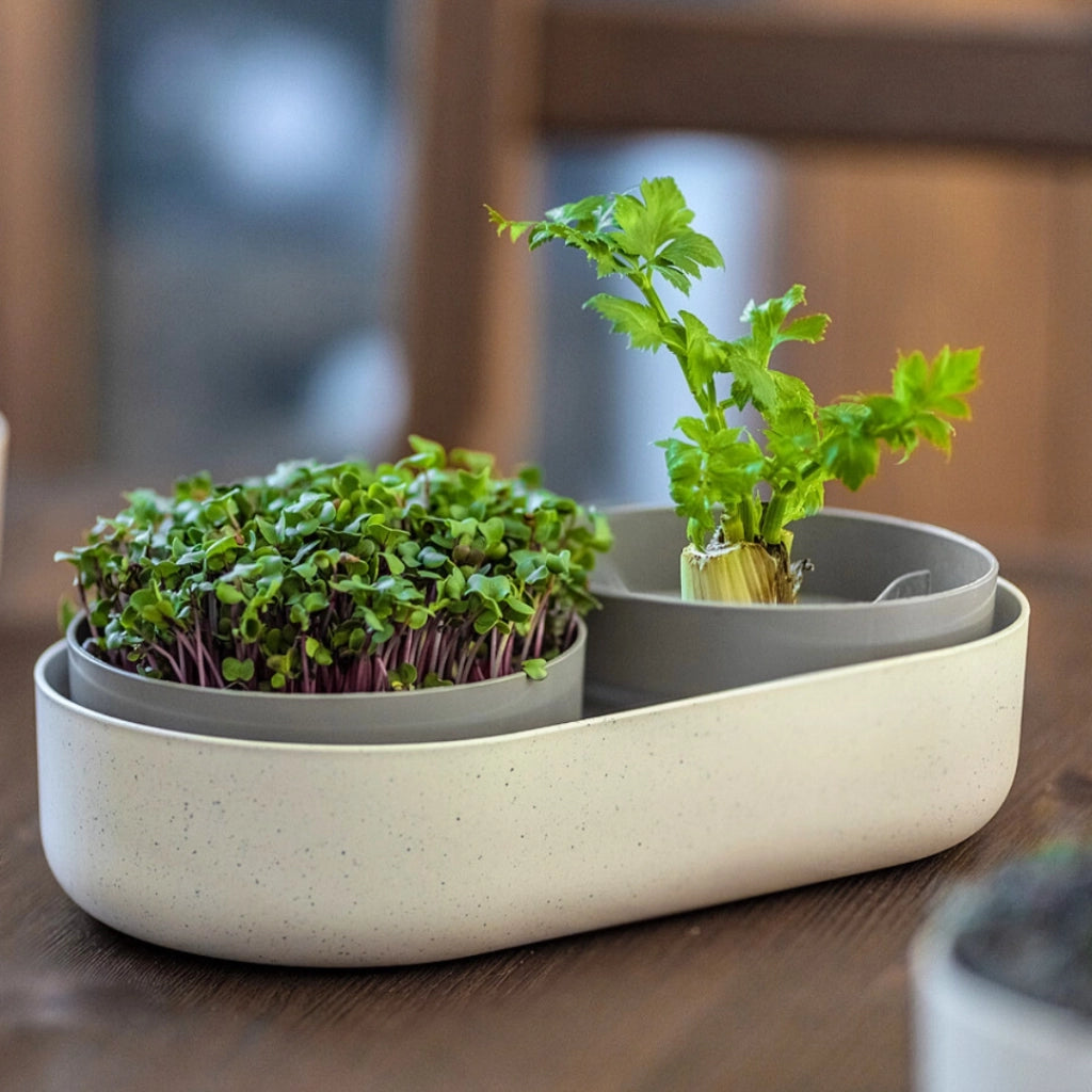 Germinador de semillas + rebrote semillas microgreens + regrow marfil un Miobio