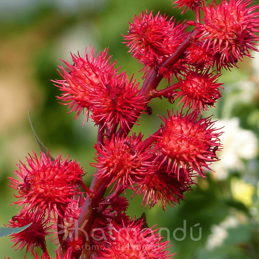 Aceite de ricino 50 ml Katmandu - KATMANDU - Aldea Nativa