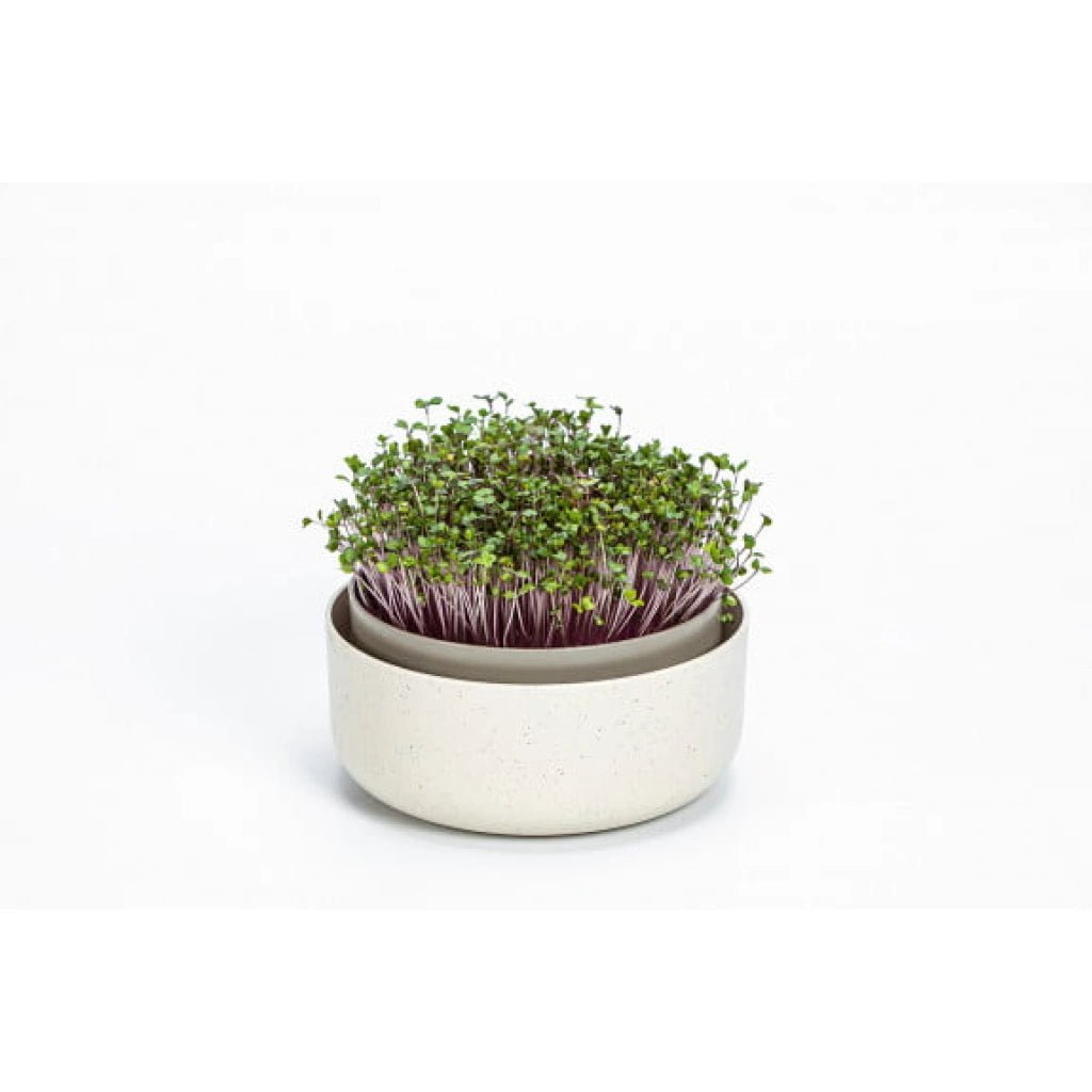Germinador de semillas microgreens un Miobio - MIOBIO - Aldea Nativa
