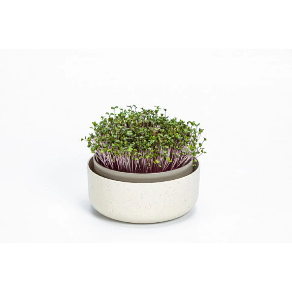 Germinador de semillas microgreens un Miobio