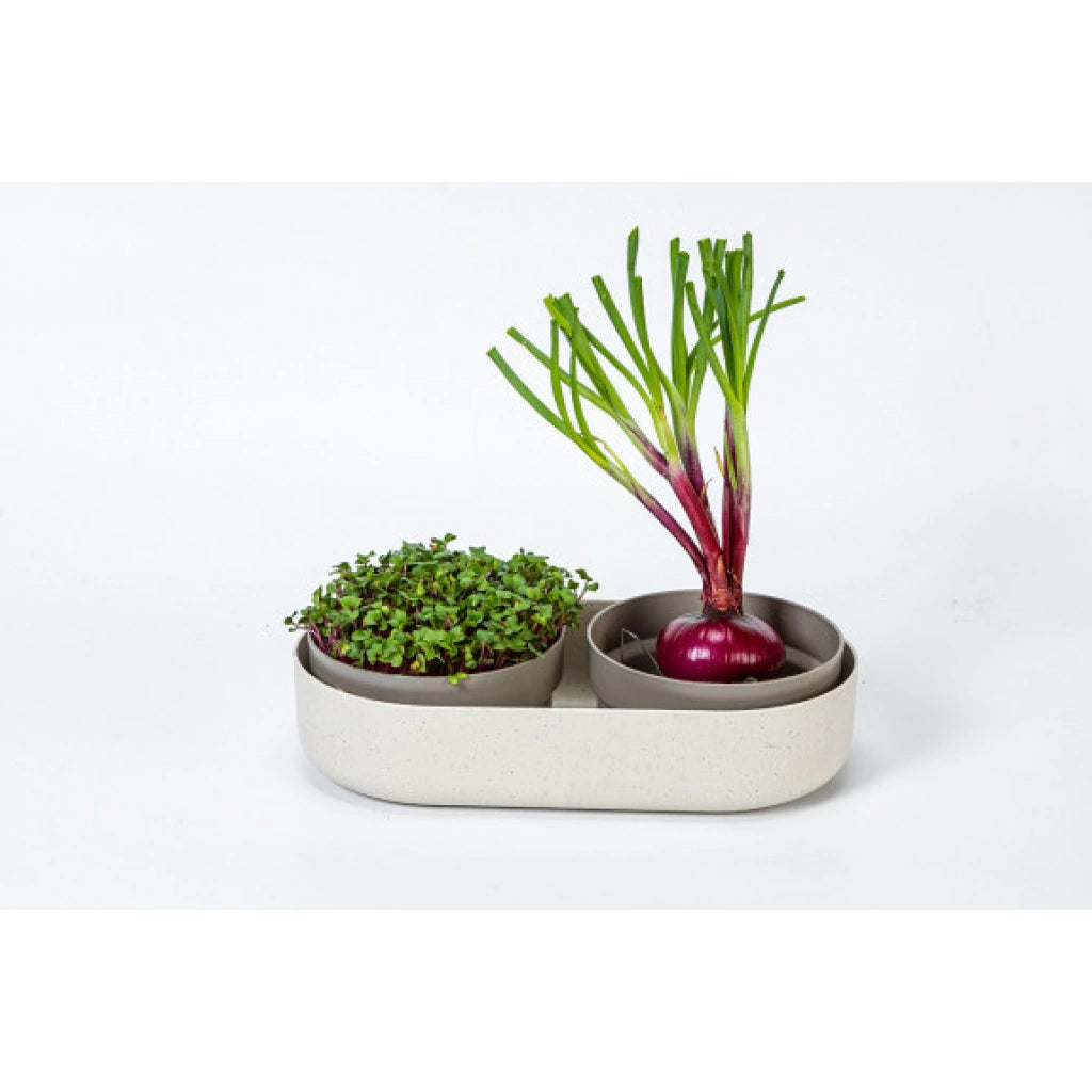 Germinador de semillas + rebrote semillas microgreens + regrow marfil un Miobio